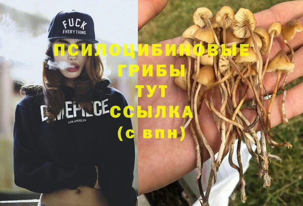 PSILOCYBIN Верея